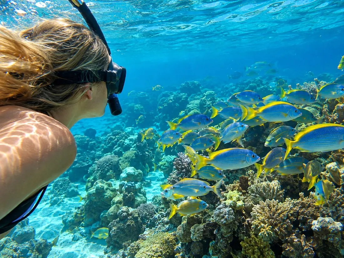 A snorkeller in a mask watching a school of yellow and blue reef fish over coral in Barbados