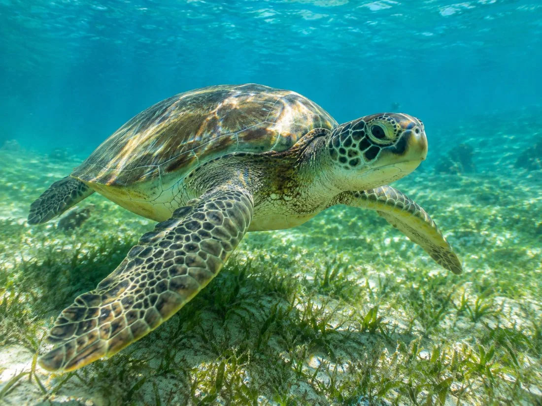 A green sea turtle gliding over sand and seagrass in clear turquoise water off the west coast of Barbados